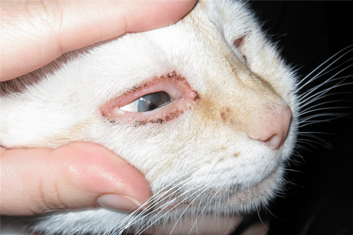 Cat Eye Discharge What Is This Cat Condition? Cat Lovers