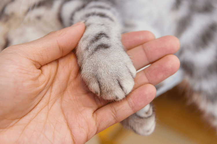 Declawing In Cats Important Facts That You Need To Learn Cat Lovers