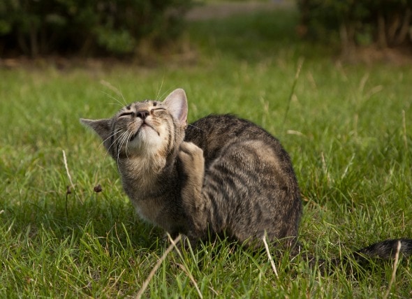 Facts About Lice In Cats That You Need To Know Cat Lovers