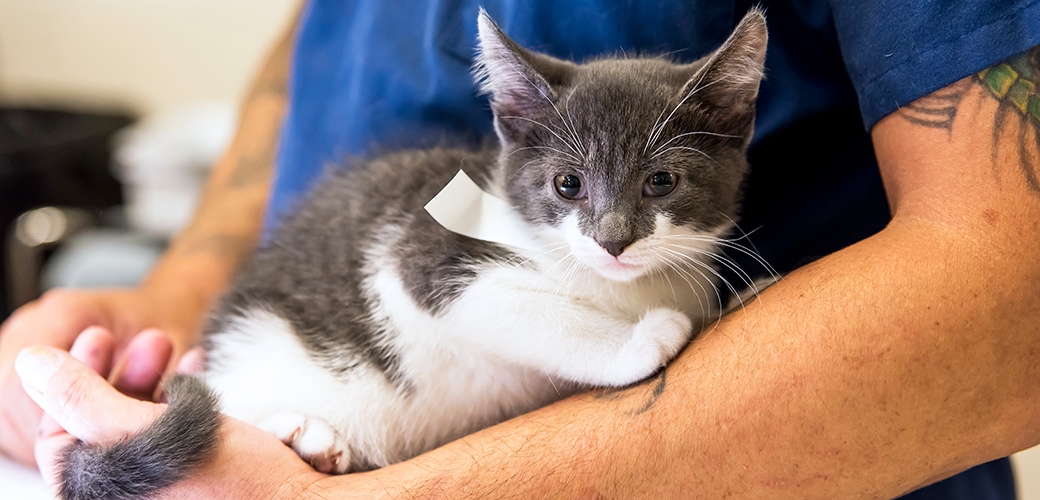 Cat Spaying Or Neutering Facts You Need To Know About It Cat Lovers
