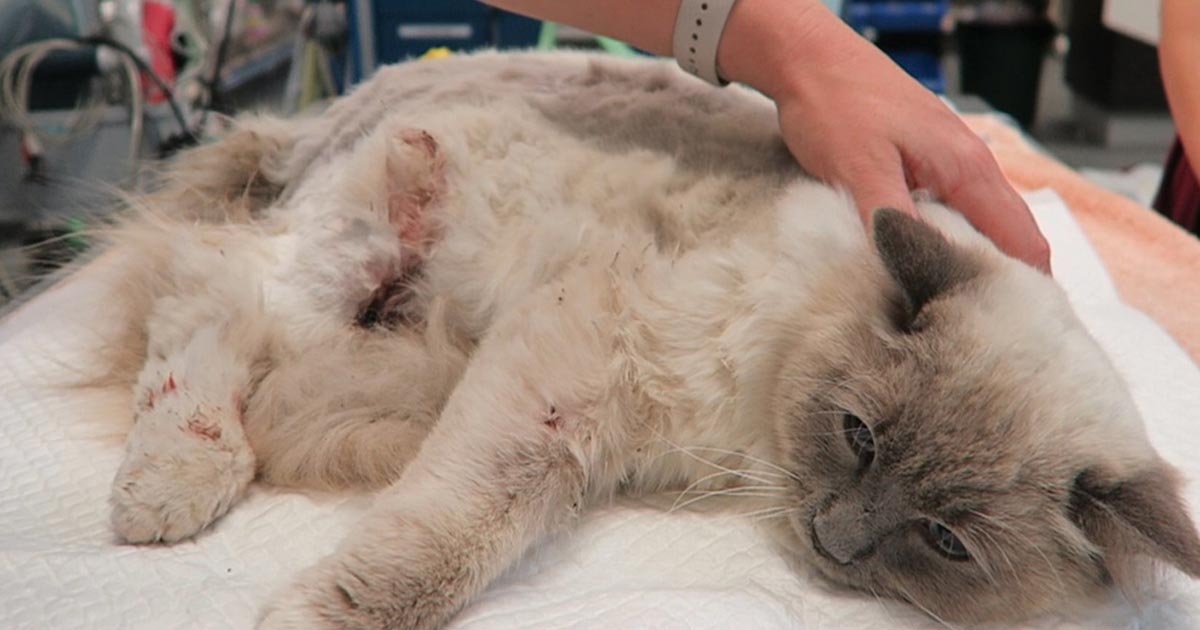 Shelter Cat Given Time to Heal Huge Abscess On Face