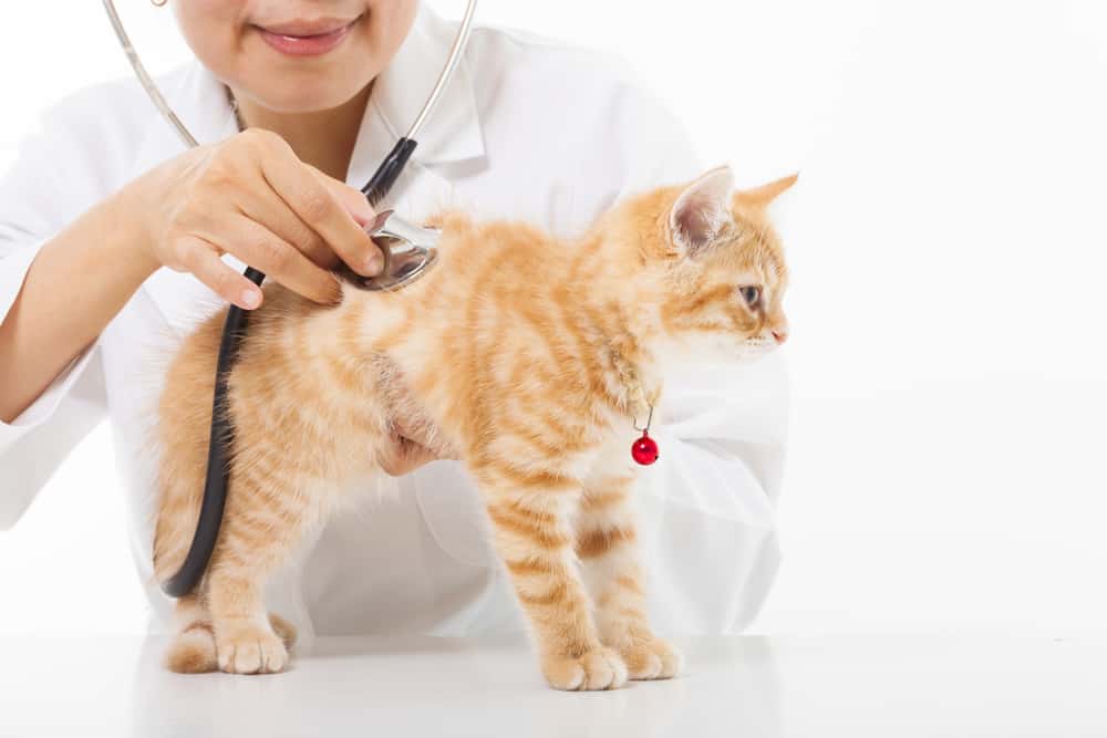 Fever In Cats Important Facts We Need To Know About It Cat Lovers