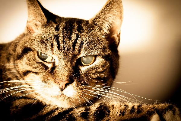 In Cats What Should You Know About It? Cat Lovers