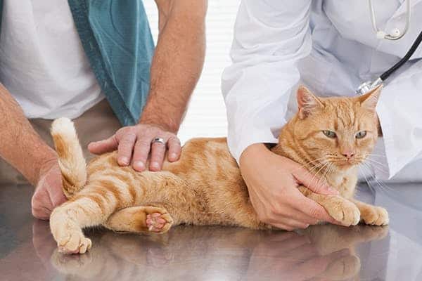 keakdesign Cat Has Arthritis In Front Leg