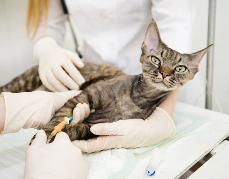Kidney Failure In Cats Facts You Need To Know About It Cat Lovers