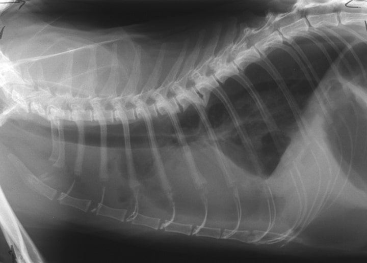 Pleural Effusion In Cats What Should You Know About It? Cat Lovers