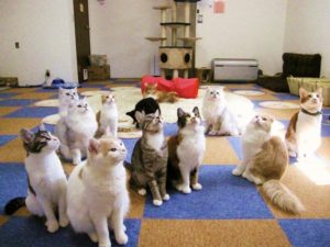 10 fanatical places for the cat lovers