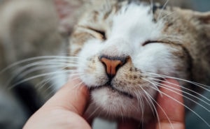 10 signs to prove you are a cat lover