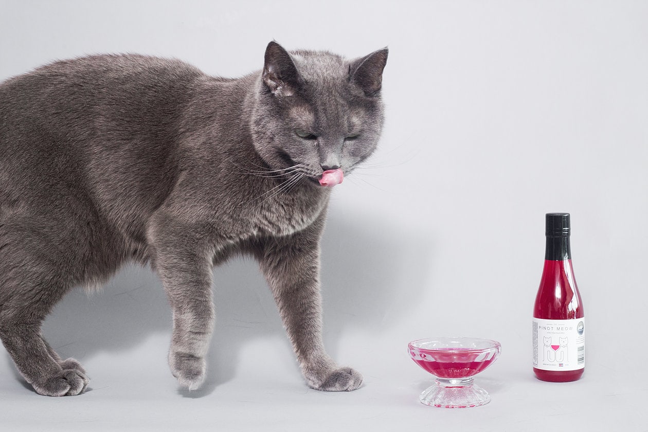 Meet Apollo: The Cat Behind Cat Wine. 