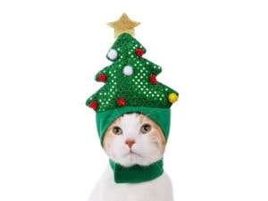 7 Christmas gifts for cat lovers