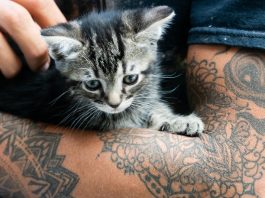 best cat tattoo ideas