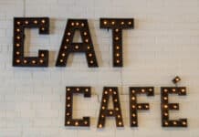 best cat cafe