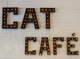 best cat cafe