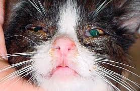 cat eye boogers