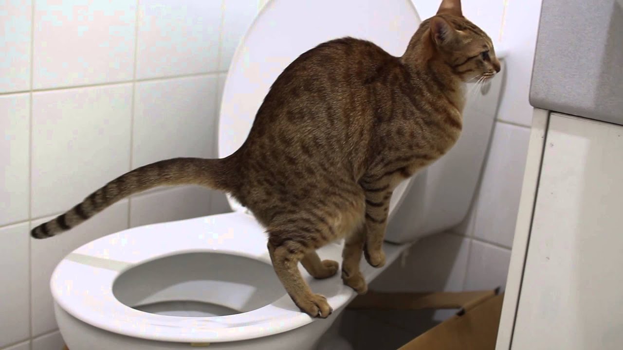 cat-pooping-1.jpg
