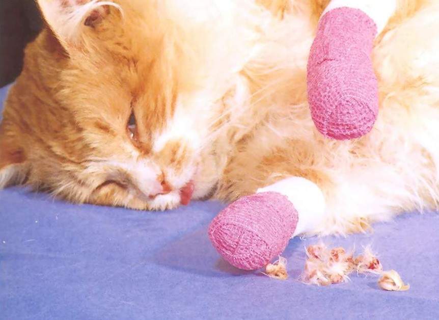 Declawing In Cats Important Facts That You Need To Learn Cat Lovers