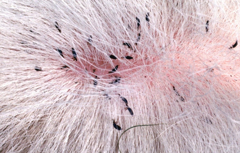 Facts About Lice In Cats That You Need To Know Cat Lovers