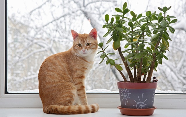 house plants poisonous to cats