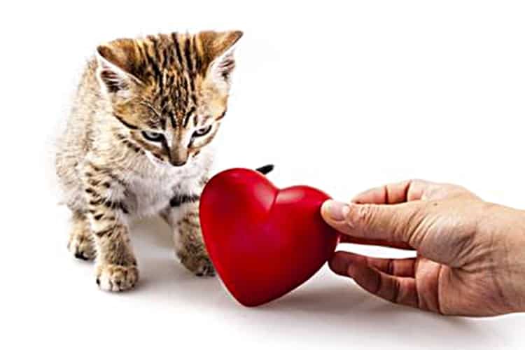 Heart Valve Malformation in Cats - Symptoms, Causes 