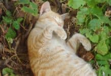 cat Narcolepsy and Cataplexy