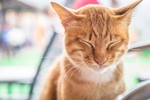 narcolepsy in cats