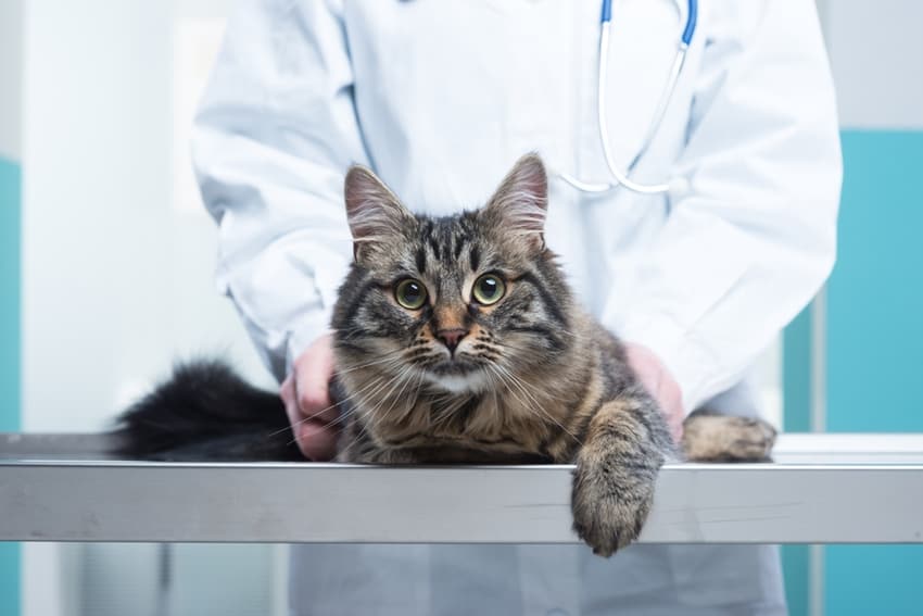 Ear Hematoma In Cats Here's What You Need To Know Cat Lovers