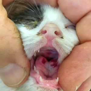 mouth inflammation and ulcers in cats