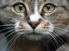 nasal polyps in cats